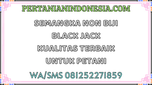 Semangka Non Biji Black Jack Kualitas Terbaik Untuk Petani